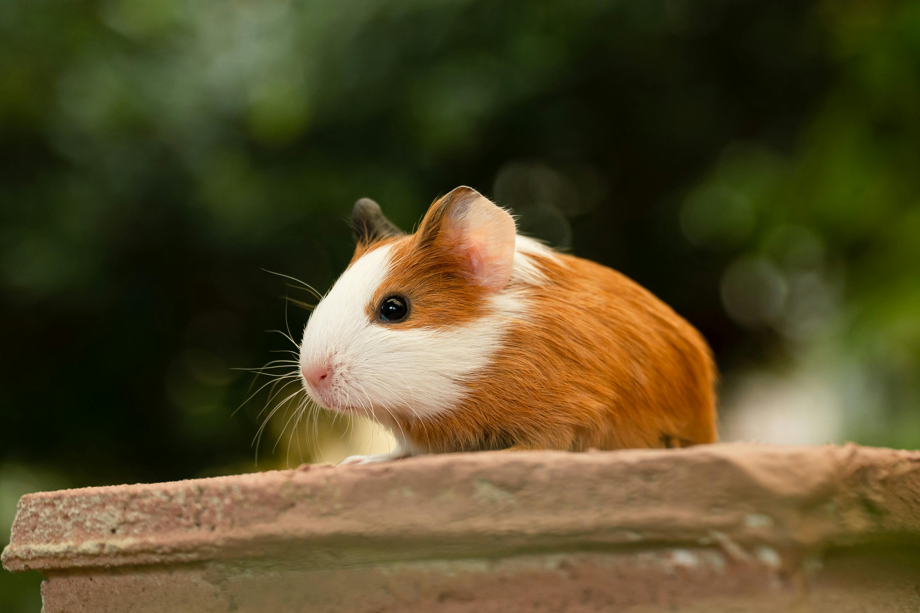 Guinea pig clicker training session