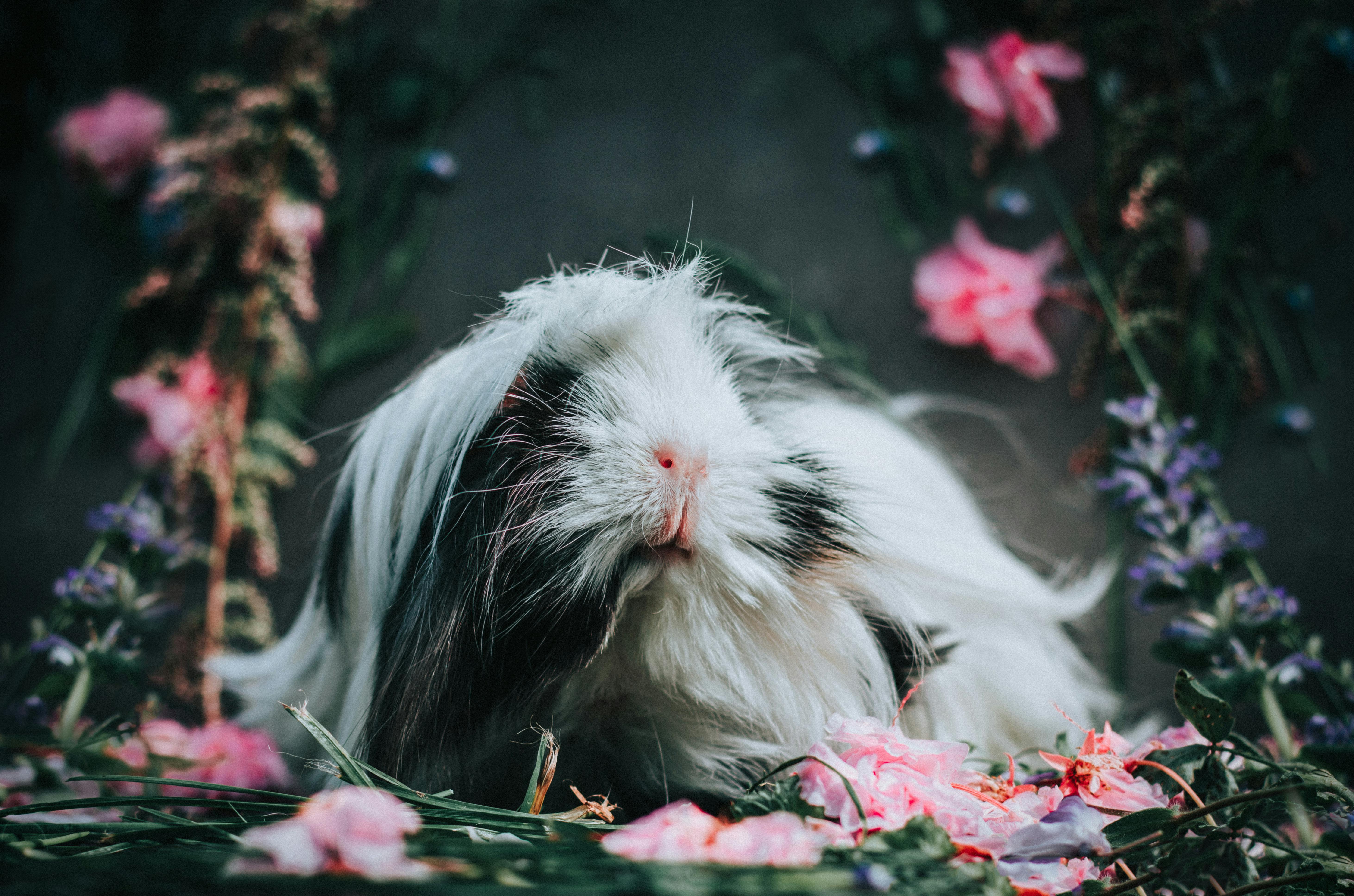 Baby guinea pig with mother