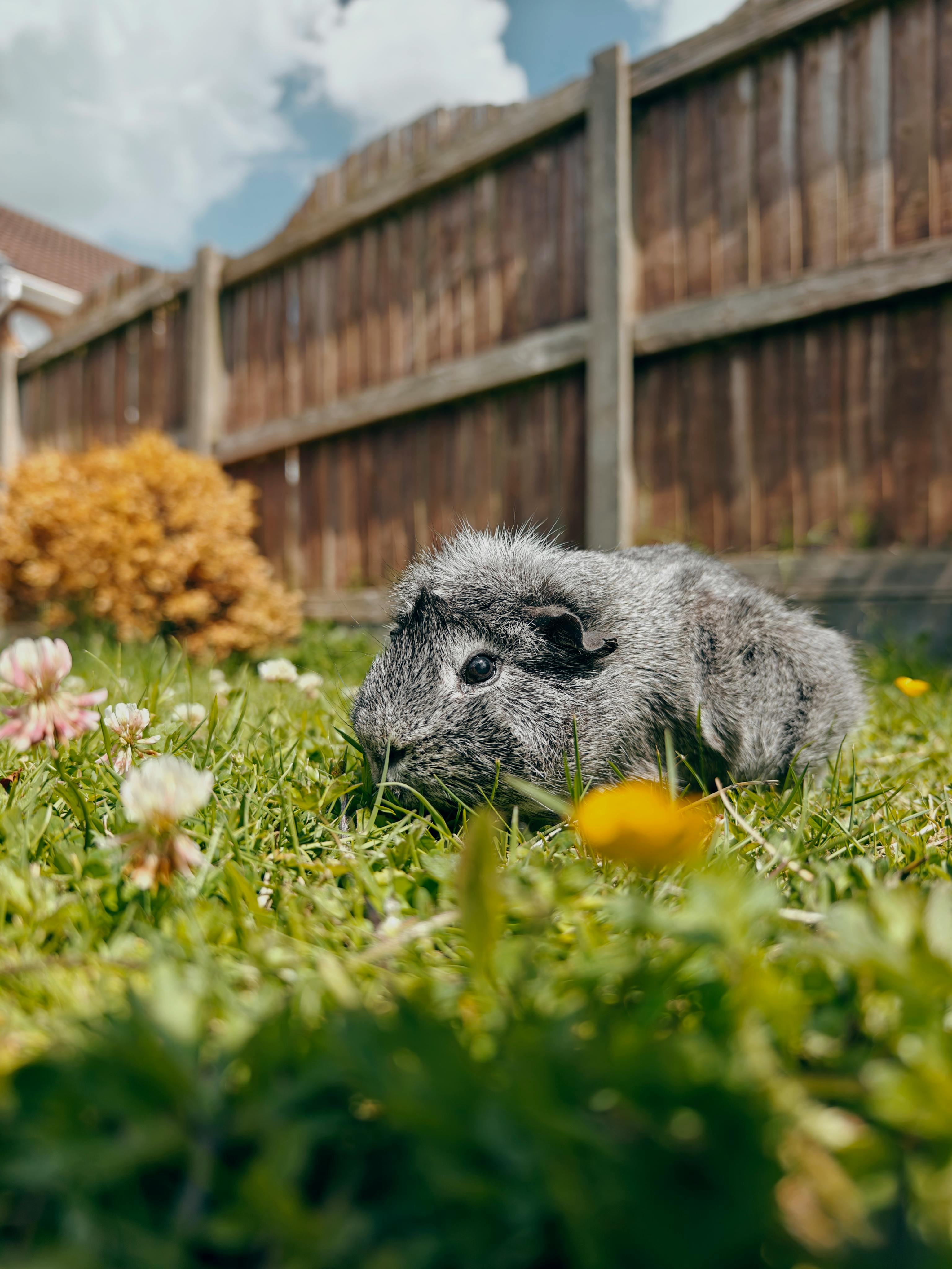 Guinea pig eating fresh vegetables