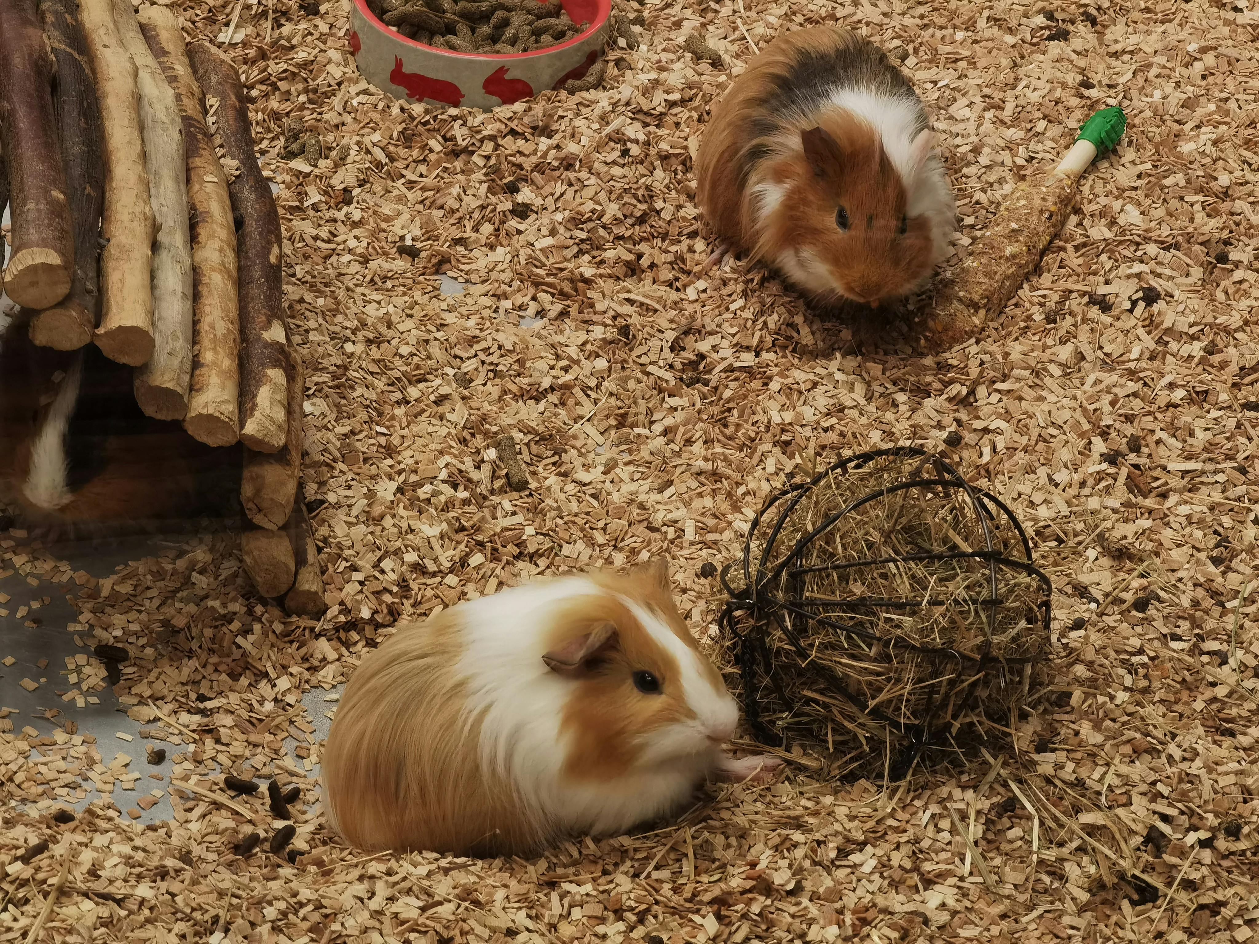 Guinea pig health check and monitoring